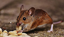 24 Hour & Emergency Exterminators in Albion, NJ